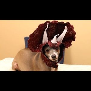 Meet your Posher, Cami